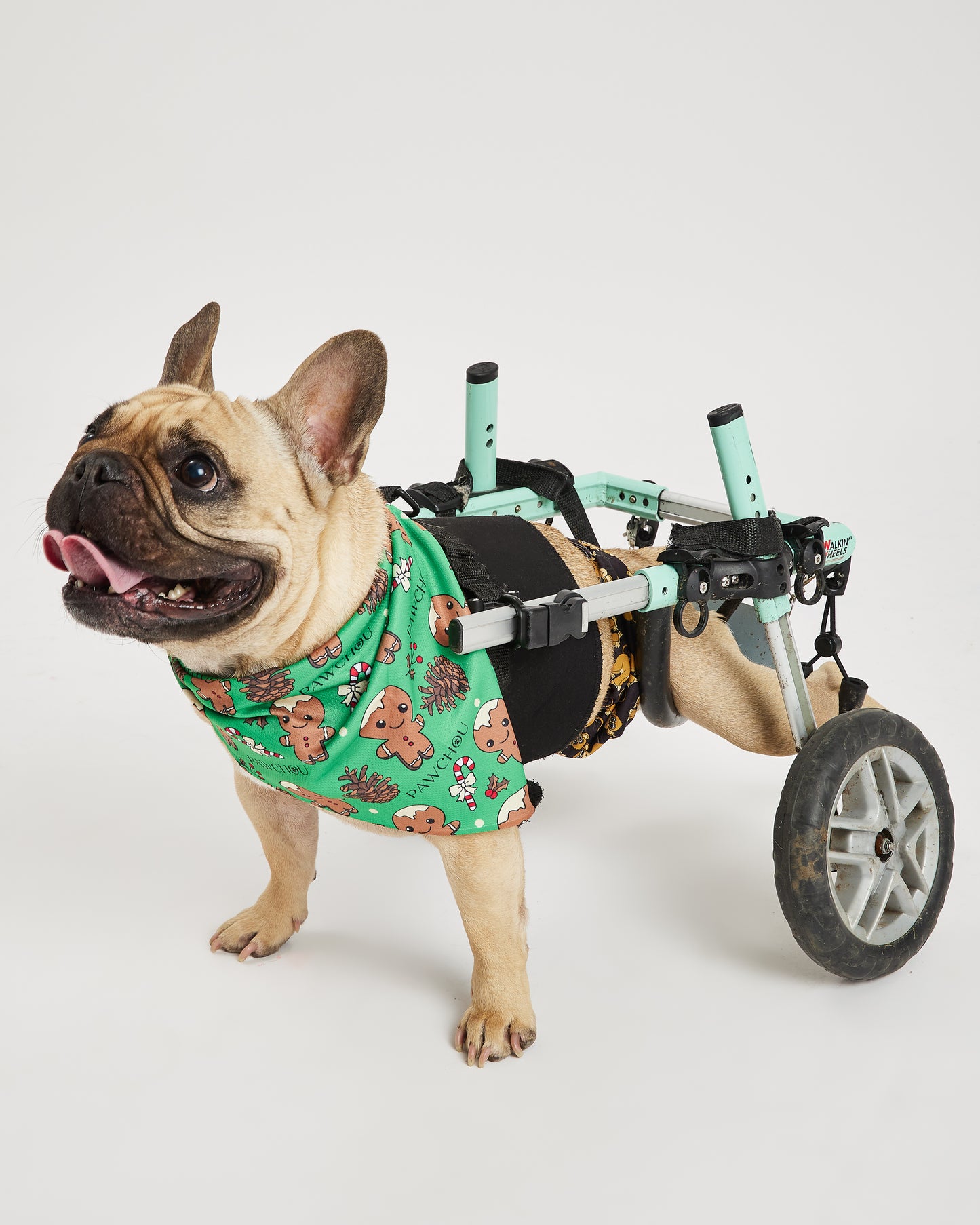 Pawchou Christmas Green Bandana