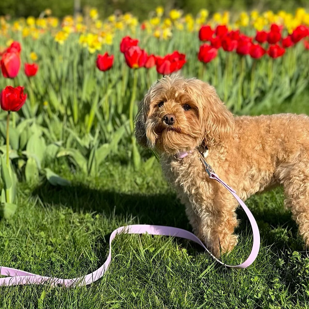 brown dog flowers purple collar