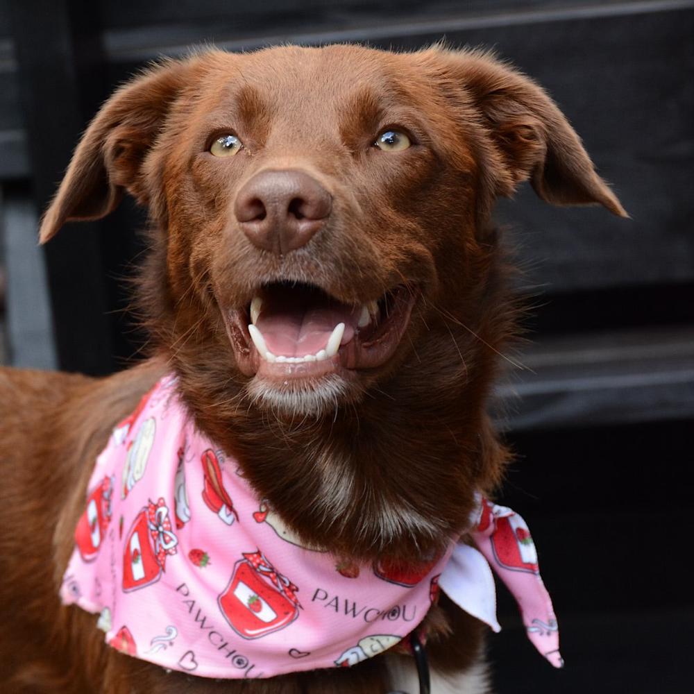 brown dog pink bandana