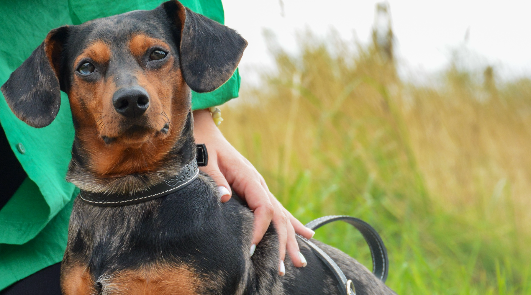 dog in wild wearing leather collar