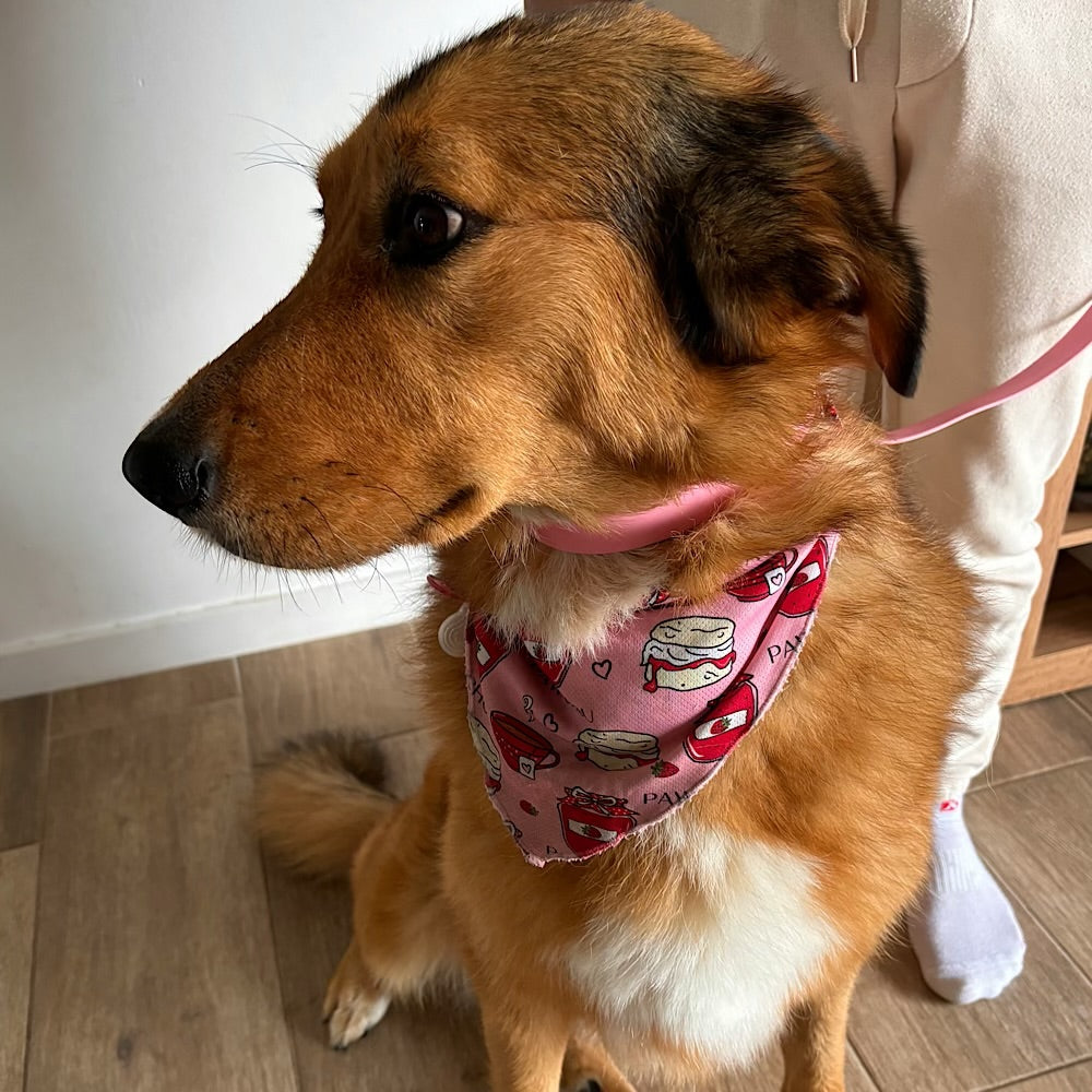 dog pink dog collar and bandana