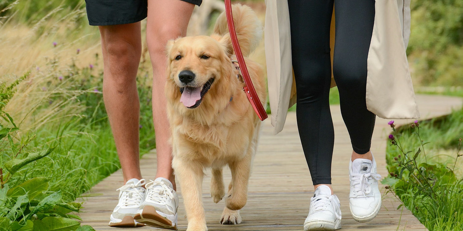 happy dog with owners outdoor 