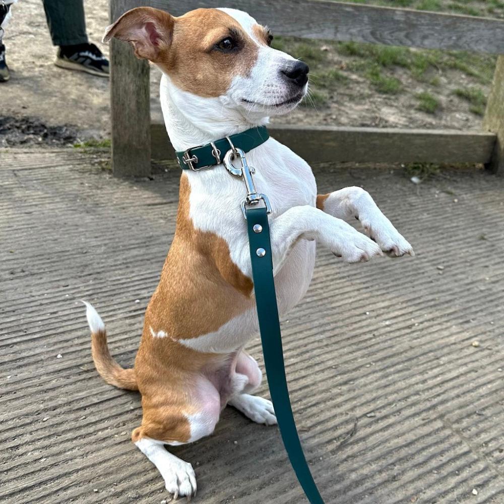 jack Russell green dog collar