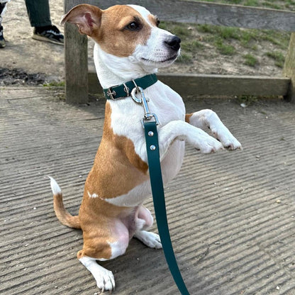 jack Russell green dog collar