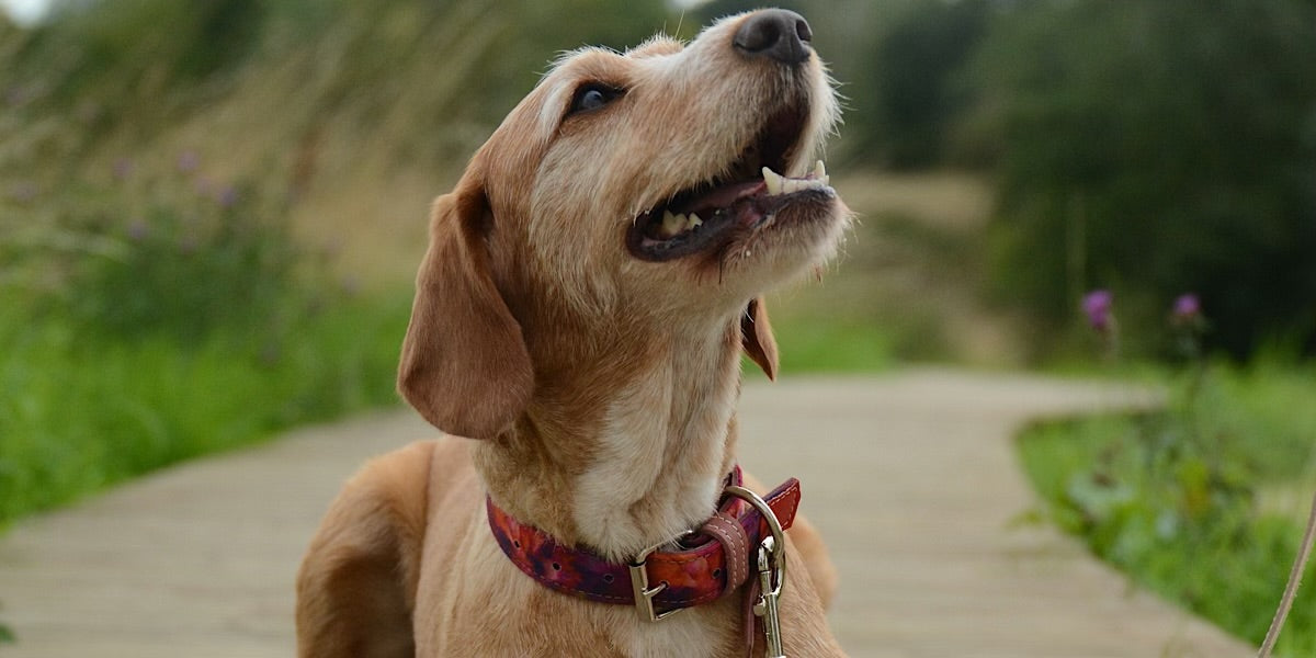 leather colourful collar dog