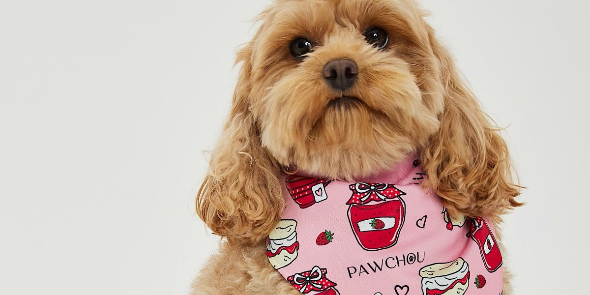 Brown dog pink bandana 