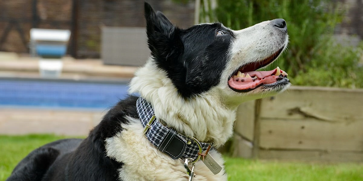 white black leather collar dog